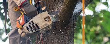 Best Stump Grinding and Removal  in Berlin, NJ