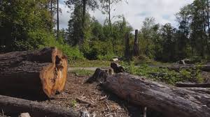  Berlin, NJ Tree Removal Pros