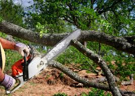 Best Emergency Tree Removal  in Berlin, NJ