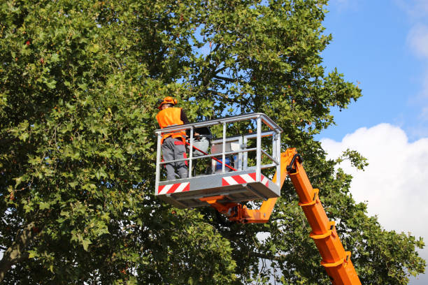 Trusted Berlin, NJ Tree Removal Experts