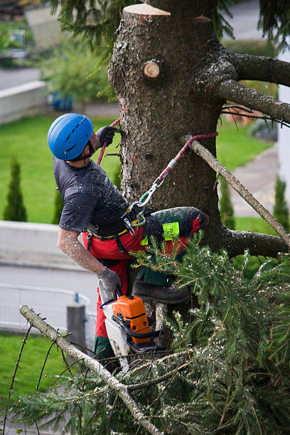 Best Storm Damage Tree Cleanup  in Berlin, NJ
