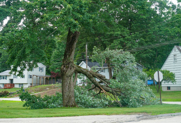 Best Tree Health Inspection  in Berlin, NJ