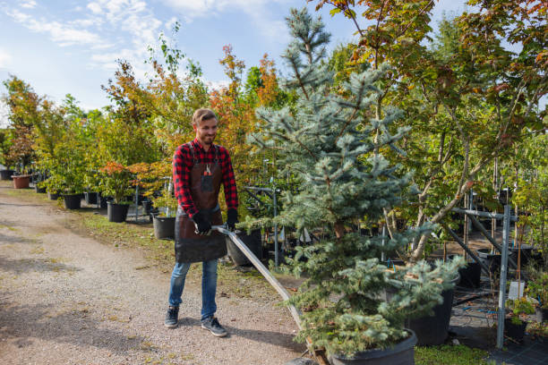 Best Tree Removal  in Berlin, NJ