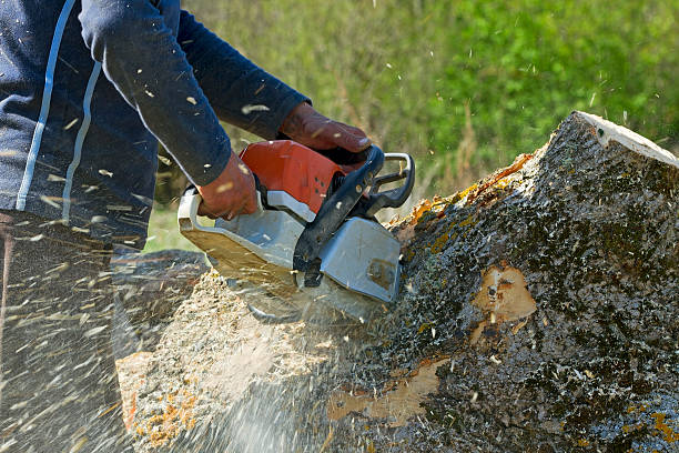 Best Hazardous Tree Removal  in Berlin, NJ